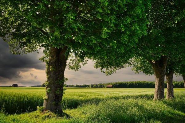Trees in a field